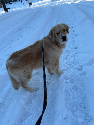 Colt, the golden retriever who inspired Byte & Bark Brew