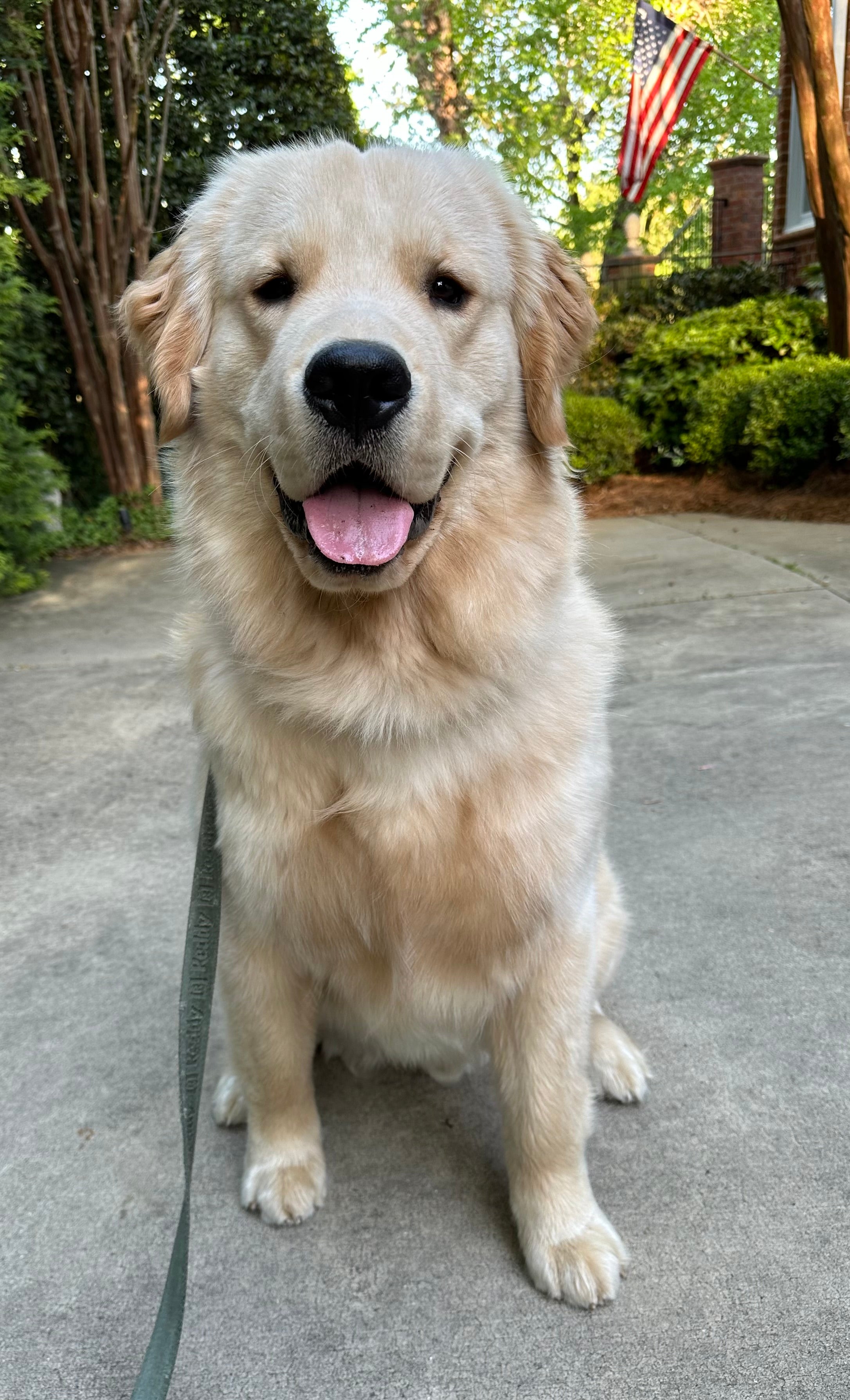 Colt the golden retriever, mascot of Byte & Bark Brew coffee.