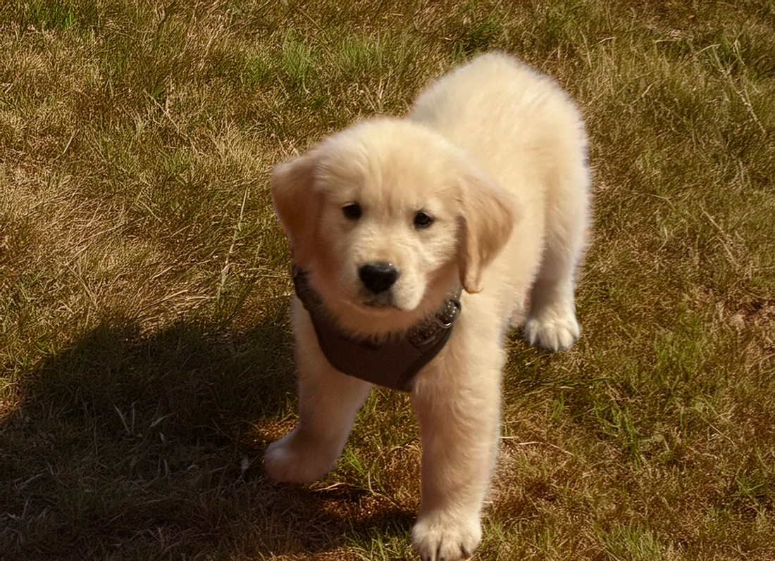 Why Dog Lovers Deserve Better Coffee (And Where to Find It)