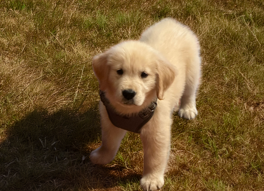 Why Dog Lovers Deserve Better Coffee (And Where to Find It)