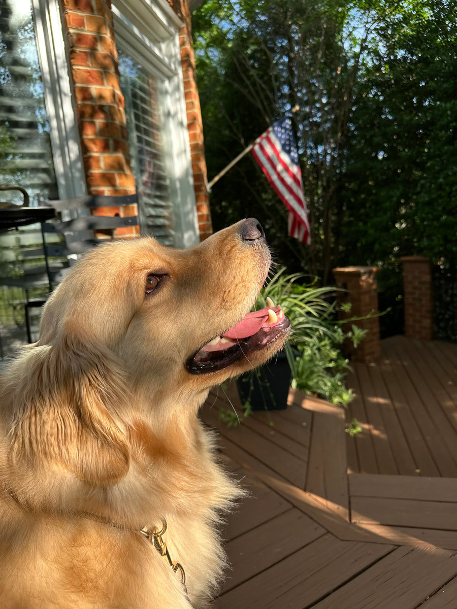 Colt the golden retriever