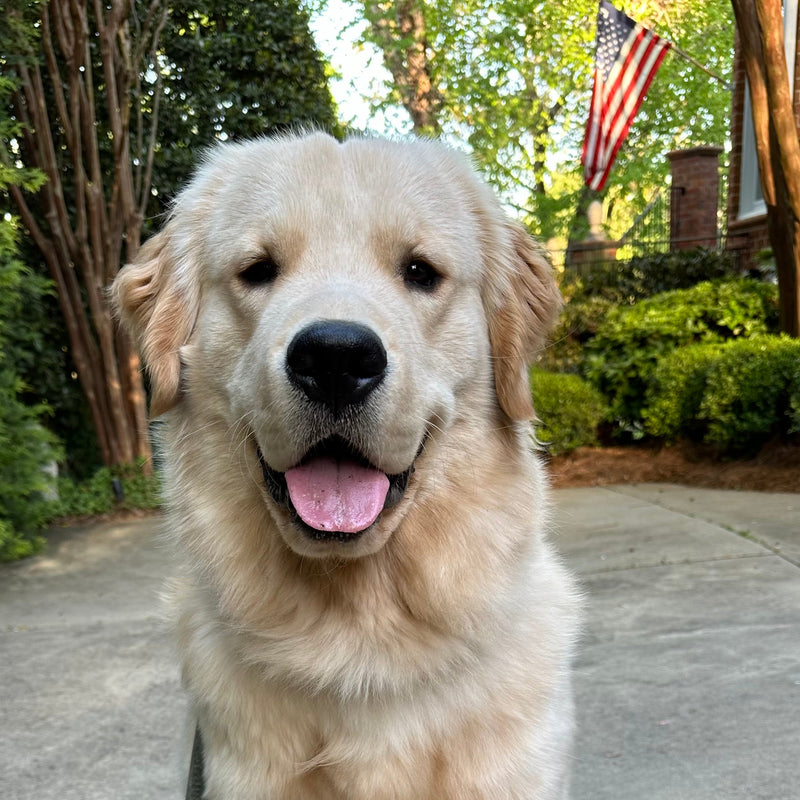 Colt the golden retriever, mascot of Byte & Bark Brew coffee.